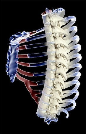 side view ribs anatomy - The thorax Stock Photo - Premium Royalty-Free, Code: 671-02095319