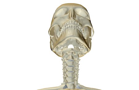 skull anatomy - The bones of the head and neck Stock Photo - Premium Royalty-Free, Code: 671-02095335