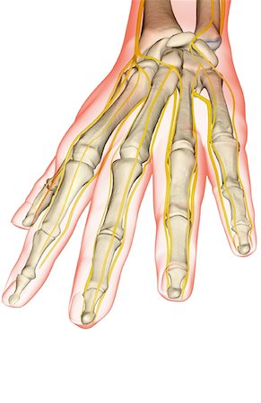 skeleton hand - The nerves of the hand Stock Photo - Premium Royalty-Free, Code: 671-02095339