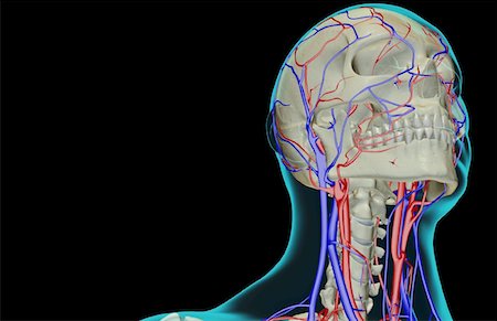 skeleton neck - The blood supply of the head and neck Foto de stock - Sin royalties Premium, Código: 671-02095333
