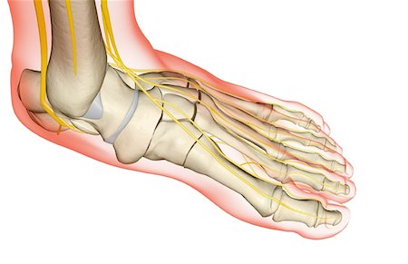 The nerves of the foot Foto de stock - Sin royalties Premium, Código: 671-02095345