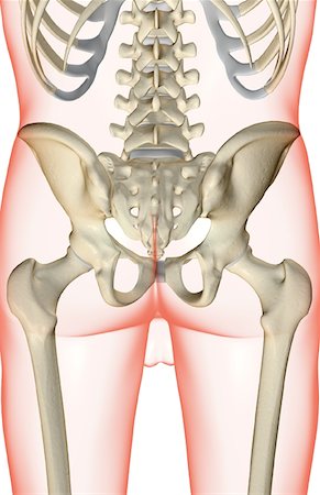 simsearch:671-02098509,k - The bones of the pelvis Foto de stock - Royalty Free Premium, Número: 671-02095348