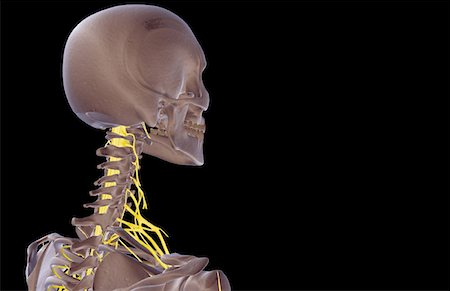 simsearch:671-02098304,k - The nerves of the neck Stock Photo - Premium Royalty-Free, Code: 671-02095354
