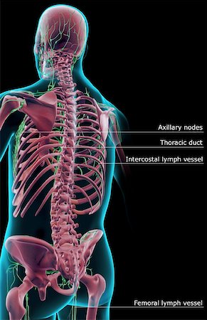The lymph supply of the upper body Stock Photo - Premium Royalty-Free, Code: 671-02095350