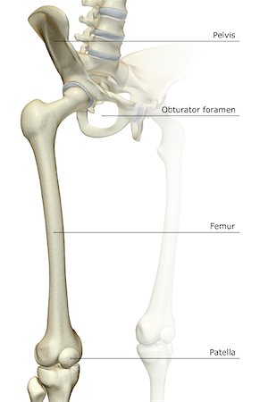 The bones of the lower limb Foto de stock - Royalty Free Premium, Número: 671-02095364