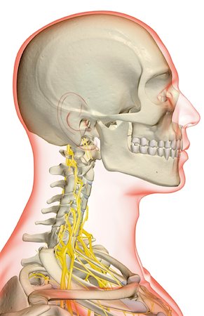 simsearch:671-02098304,k - The nerves of the neck Stock Photo - Premium Royalty-Free, Code: 671-02095365
