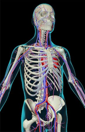 simsearch:671-02097409,k - The blood supply of the upper body Foto de stock - Sin royalties Premium, Código: 671-02095369