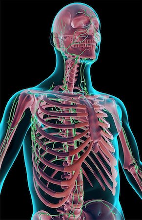 The lymph supply of the upper body Stock Photo - Premium Royalty-Free, Code: 671-02095370