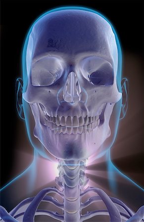 simsearch:671-02098620,k - The bones of the head, neck and face Fotografie stock - Premium Royalty-Free, Codice: 671-02095373