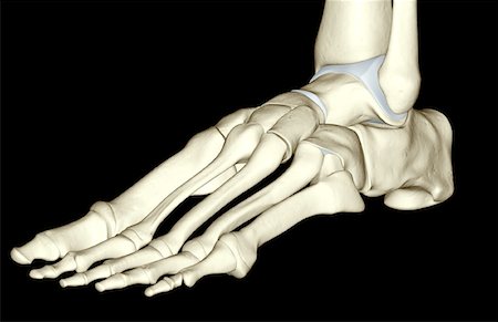 simsearch:671-02094025,k - The bones of the foot Stock Photo - Premium Royalty-Free, Code: 671-02095399