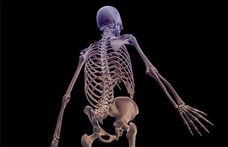 simsearch:671-02096698,k - The bones of the upper body Stock Photo - Premium Royalty-Free, Code: 671-02095390
