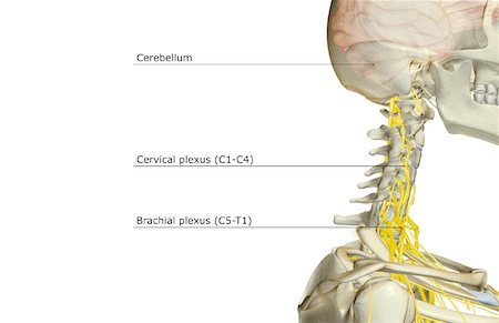 simsearch:671-02098304,k - The nerve supply of the head and neck Stock Photo - Premium Royalty-Free, Code: 671-02095415