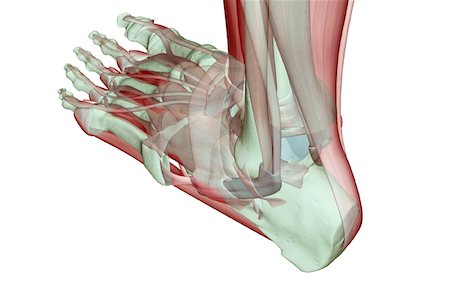 simsearch:671-02096126,k - The musculoskeleton of the foot Stock Photo - Premium Royalty-Free, Code: 671-02095416