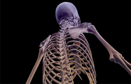 simsearch:671-02096698,k - The bones of the upper body Stock Photo - Premium Royalty-Free, Code: 671-02095419