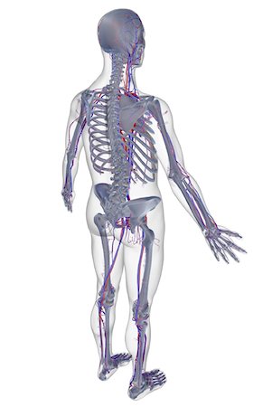 simsearch:671-02098380,k - The vascular system Fotografie stock - Premium Royalty-Free, Codice: 671-02095413