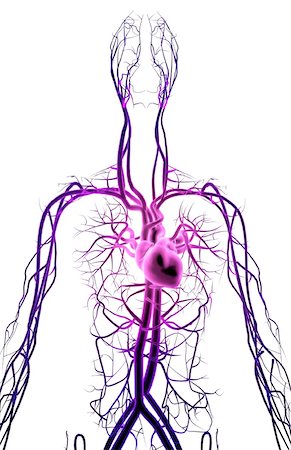 The blood vessels of the upper body Stock Photo - Premium Royalty-Free, Code: 671-02095421