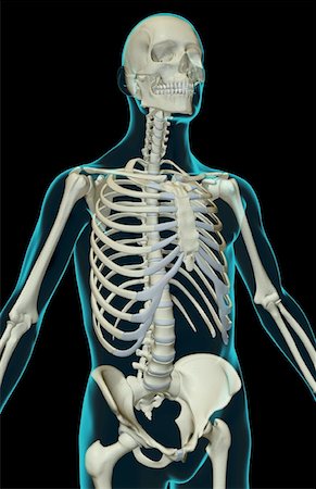 simsearch:671-02095632,k - The bones of the upper body Fotografie stock - Premium Royalty-Free, Codice: 671-02095437