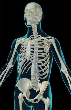 simsearch:671-02097189,k - The bones of the upper body Foto de stock - Sin royalties Premium, Código: 671-02095432