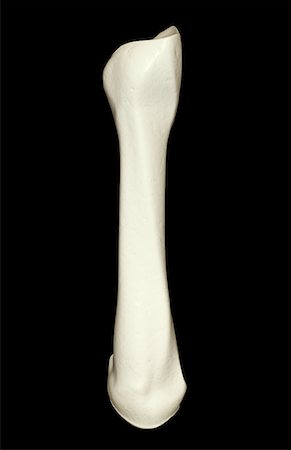 The bones of the finger Stock Photo - Premium Royalty-Free, Code: 671-02095452