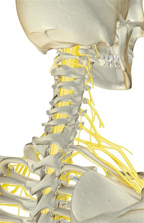 simsearch:671-02098304,k - The nerves of the neck Stock Photo - Premium Royalty-Free, Code: 671-02095467