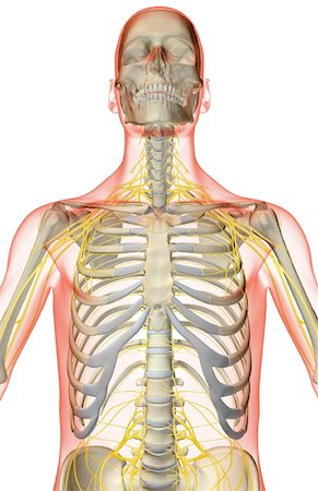 The nerves of the upper body Stock Photo - Premium Royalty-Free, Code: 671-02095460
