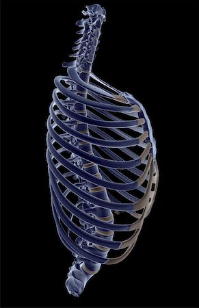 side view ribs anatomy - The thorax Stock Photo - Premium Royalty-Free, Code: 671-02095462