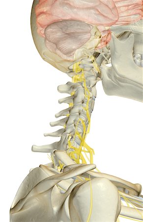 simsearch:671-02098304,k - The nerve supply of the neck Stock Photo - Premium Royalty-Free, Code: 671-02095472