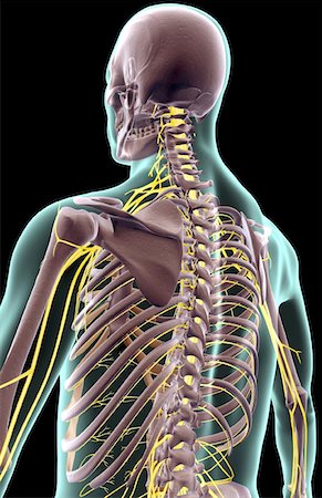 simsearch:671-02092292,k - The nerves of the upper body Stock Photo - Premium Royalty-Free, Code: 671-02095473