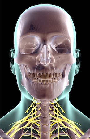 simsearch:671-02098304,k - The nerves of the neck Stock Photo - Premium Royalty-Free, Code: 671-02095488