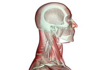The musculoskeleton of the head and neck Stock Photo - Premium Royalty-Free, Code: 671-02095496