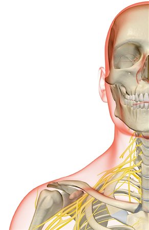front of shoulder nerve anatomy - The nerves of the neck Stock Photo - Premium Royalty-Free, Code: 671-02095514