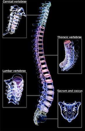 skeleton with black background - La colonne vertébrale Photographie de stock - Premium Libres de Droits, Code: 671-02095519