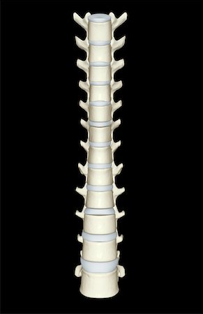 The lumbar and thoracic vertebrae Foto de stock - Sin royalties Premium, Código: 671-02095521