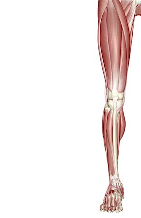 The muscles of the lower limb Stock Photo - Premium Royalty-Free, Code: 671-02095522