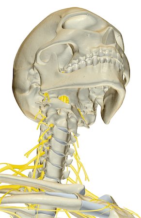 simsearch:671-02098304,k - The nerves of the neck Stock Photo - Premium Royalty-Free, Code: 671-02095539