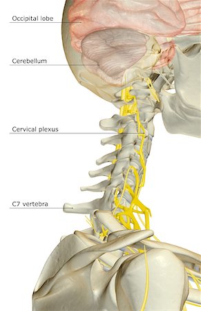 simsearch:671-02098304,k - The nerve supply of the neck Stock Photo - Premium Royalty-Free, Code: 671-02095533