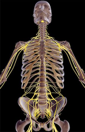 The nerves of the upper body Stock Photo - Premium Royalty-Free, Code: 671-02095554