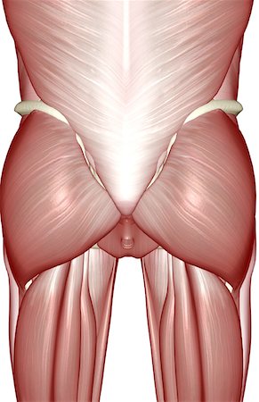 pelvis muscles - The muscles of the pelvis Stock Photo - Premium Royalty-Free, Code: 671-02095558