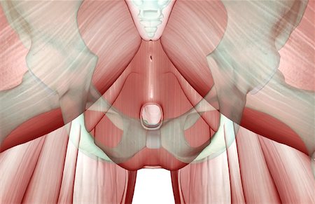 pelvis muscles - The musculoskeleton of the pelvis Foto de stock - Sin royalties Premium, Código: 671-02095565