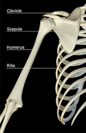 shoulder illustration - The bones of the shoulder Stock Photo - Premium Royalty-Free, Code: 671-02095567