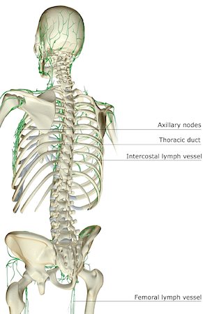 The lymph supply of the upper body Stock Photo - Premium Royalty-Free, Code: 671-02095560