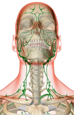 facial lymph nodes - The lymph supply of the head, neck and face Foto de stock - Sin royalties Premium, Código: 671-02095562