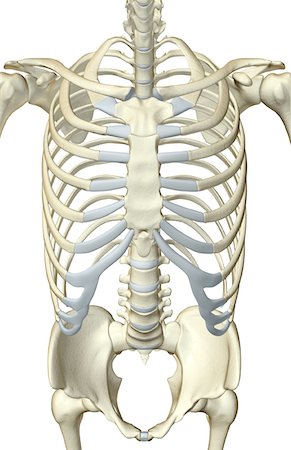 simsearch:671-02095586,k - The bones of the trunk Stock Photo - Premium Royalty-Free, Code: 671-02095563