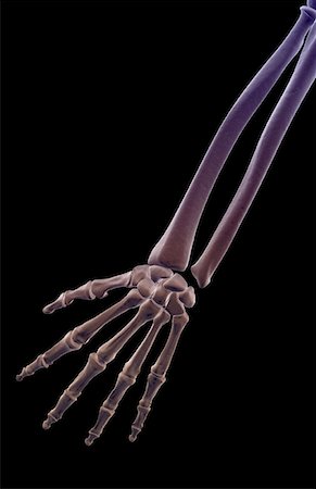 The bones of the forearm Foto de stock - Sin royalties Premium, Código: 671-02095577
