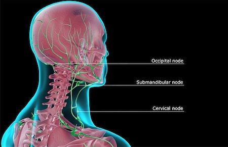 skeleton neck - The lymph supply of the head and neck Foto de stock - Sin royalties Premium, Código: 671-02095572