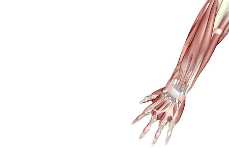 extensor digit minimi tendon - The muscles of the forearm Stock Photo - Premium Royalty-Free, Code: 671-02095581