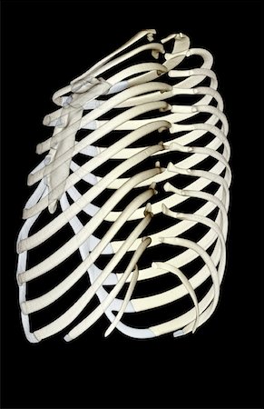 side view ribs anatomy - The ribs Stock Photo - Premium Royalty-Free, Code: 671-02095594
