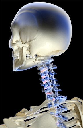 simsearch:671-02098620,k - The bones of the head and neck Fotografie stock - Premium Royalty-Free, Codice: 671-02095598