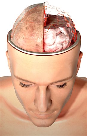 simsearch:671-02099250,k - The arteries of the brain Stock Photo - Premium Royalty-Free, Code: 671-02095605