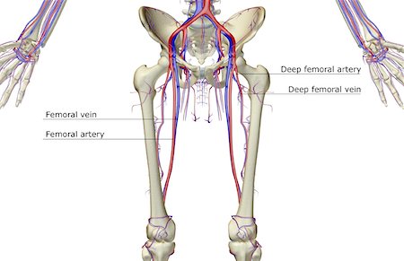 femoral vein - The blood supply of the lower body Stock Photo - Premium Royalty-Free, Code: 671-02095601